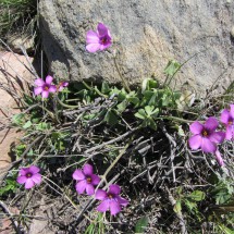 Pink flowers on the way to the Cerro Bahia Blanca